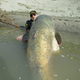 Illustration for article titled Monster 280-pound catfish caught in Italy